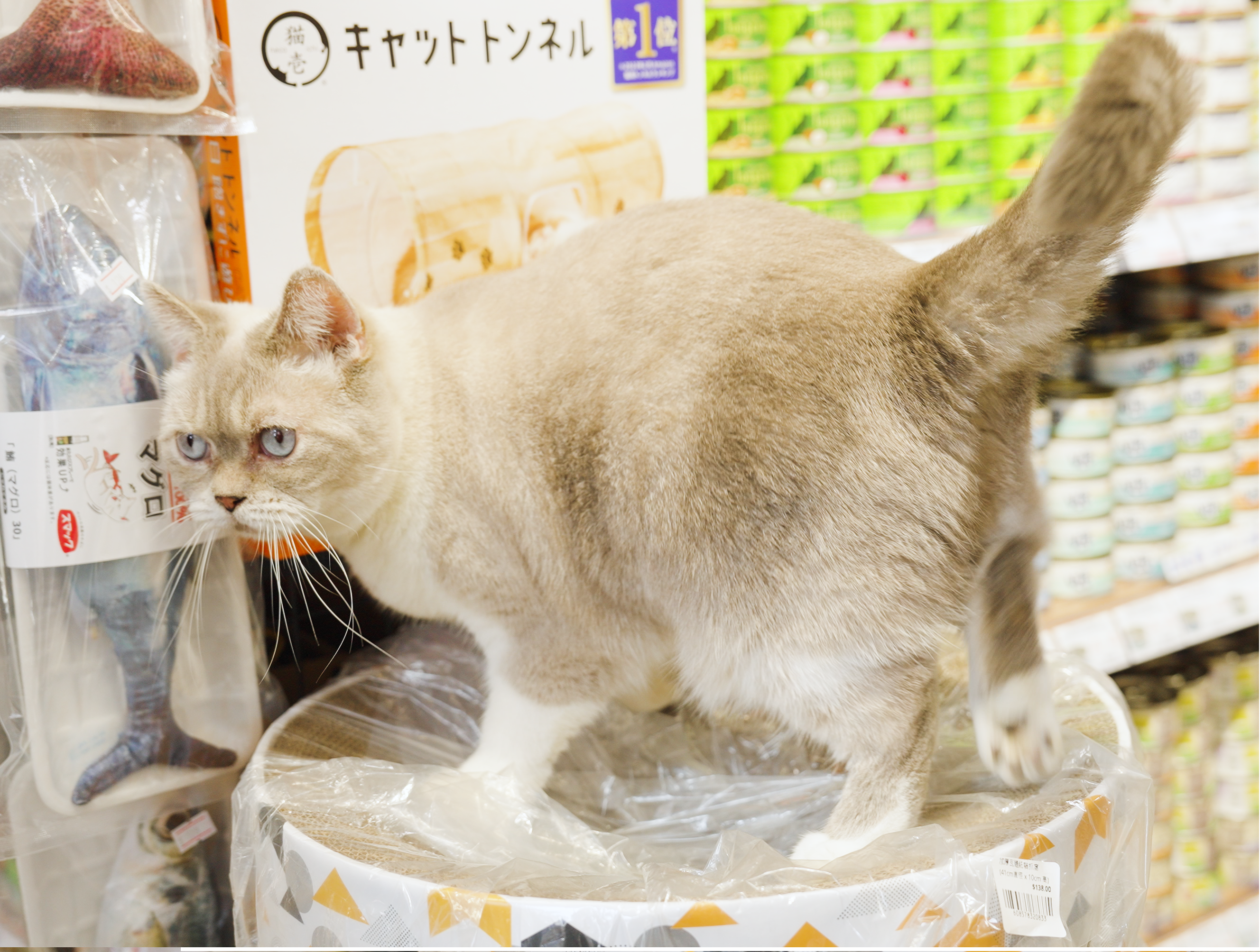 A cat in a pet shop